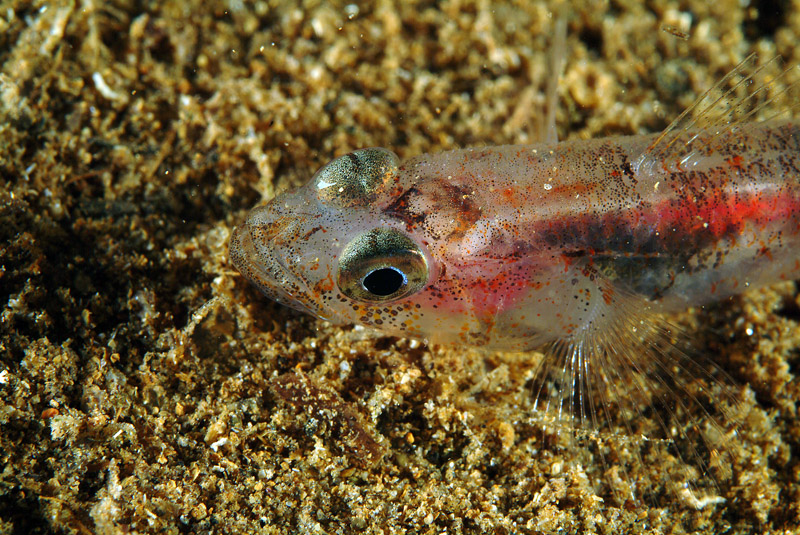 Deltentosteus colonianus (ghiozzetto dentato)